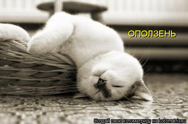 ОПОЛЗЕНЬ... Котоматрица: ОПОЛЗЕНЬ