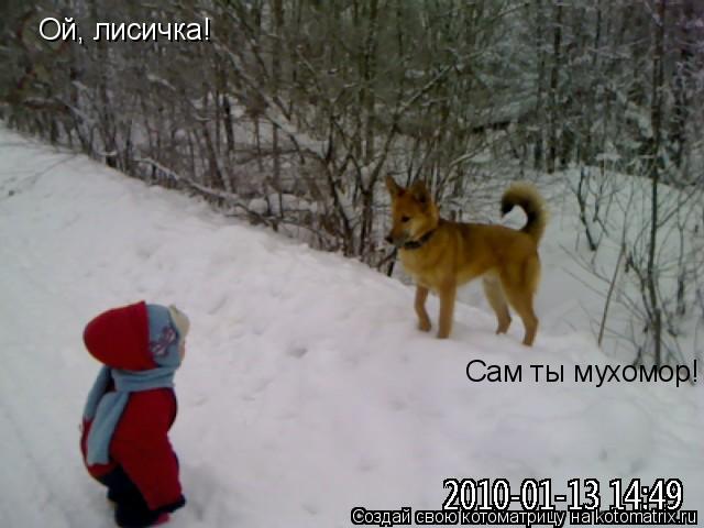 Котоматрица: Ой, лисичка! Сам ты мухомор!