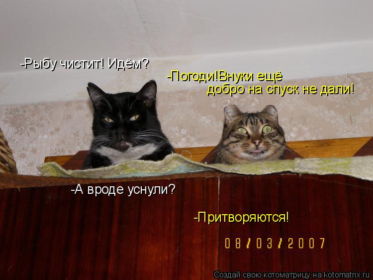 -Рыбу чистит! Идём? -Погоди!Внуки ещё добро на спуск не дали! -А вроде уснули? -Притворяются!... Котоматрица: -Рыбу чистит! Идём? -Погоди!Внуки ещё добро на спуск не дали! -А вроде уснули? -Притворяются!