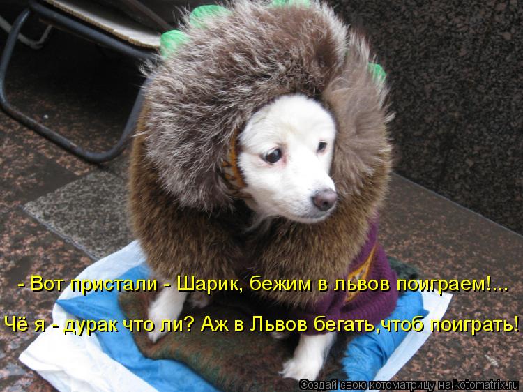 Чё я - дурак что ли? Аж в Львов бегать,чтоб поиграть! - Вот пристали - Шарик, бежим в львов поиграем!... Котоматрица: Чё я - дурак что ли? Аж в Львов бегать,чтоб поиграть! - Вот пристали - Шарик, бежим в львов поиграем!...
