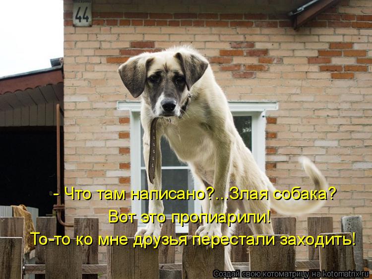 - Что там написано?...Злая собака? Вот это пропиарили! То-то ко мне друзья перестали заходить!... Котоматрица: - Что там написано?...Злая собака? Вот это пропиарили! То-то ко мне друзья перестали заходить!