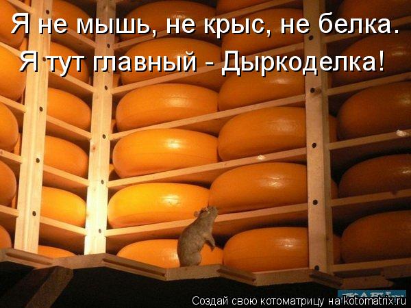 Я не мышь, не крыс, не белка. Я тут главный - Дыркоделка!... Котоматрица: Я не мышь, не крыс, не белка. Я тут главный - Дыркоделка!