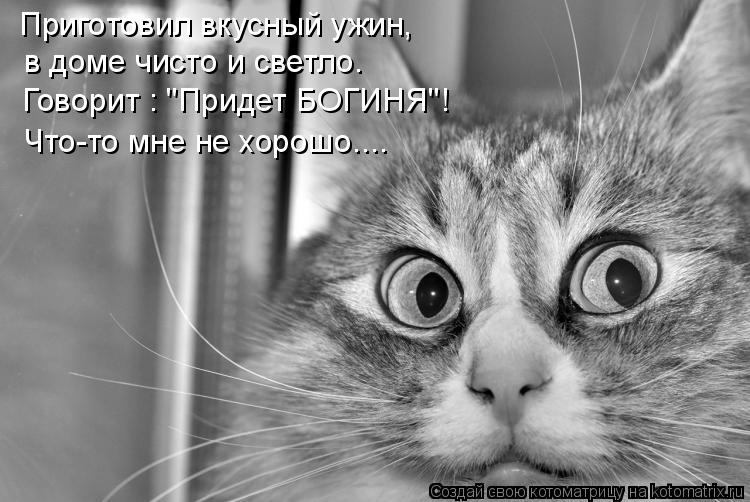 Приготовил вкусный ужин, в доме чисто и светло. Говорит : "Придет БОГИНЯ"! Что-то мне не хорошо....... Котоматрица: Приготовил вкусный ужин, в доме чисто и светло. Говорит : "Придет БОГИНЯ"! Что-то мне не хорошо....