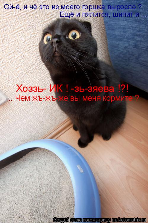Ой-ё, и чё это из моего горшка выросло ? Ещё и пялится, шипит и ... Хоззь- ИК ! -зь-зяева !?! ...Че... Котоматрица: Ой-ё, и чё это из моего горшка выросло ? Ещё и пялится, шипит и ... Хоззь- ИК ! -зь-зяева !?! ...Чем жъ-жъ-же вы меня кормите ?