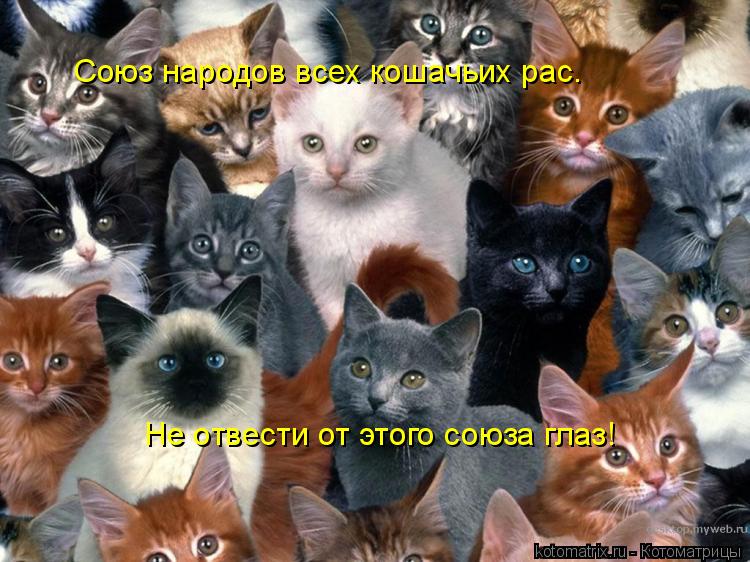 Союз народов всех кошачьих рас. Не отвести от этого союза глаз!... Котоматрица: Союз народов всех кошачьих рас. Не отвести от этого союза глаз!