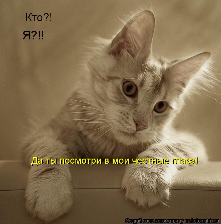 Котоматрица: Кто?! Я?!! Да ты посмотри в мои честные глаза!