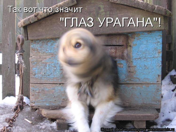 Так вот что значит "ГЛАЗ УРАГАНА"!... Котоматрица: Так вот что значит "ГЛАЗ УРАГАНА"!