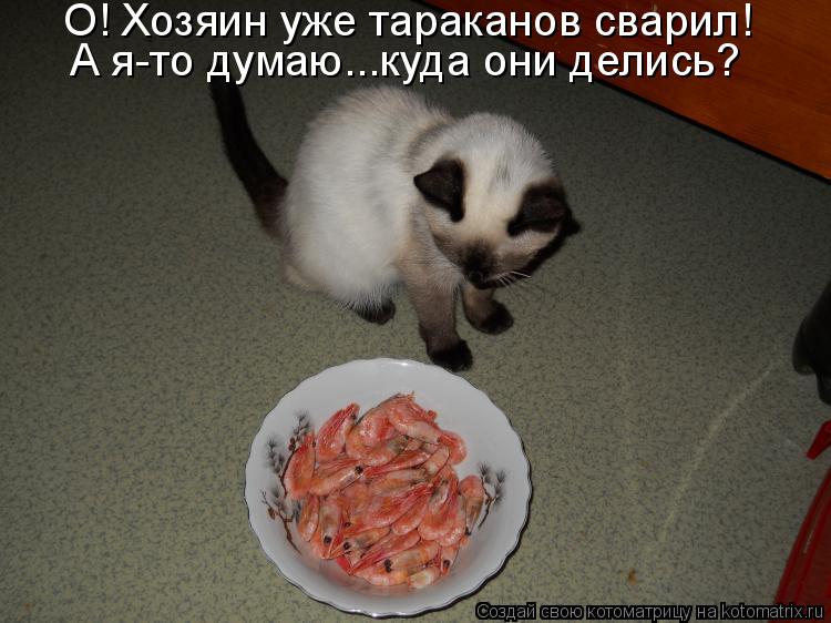 Котоматрица: О! Хозяин уже тараканов сварил!  А я-то думаю...куда они делись?