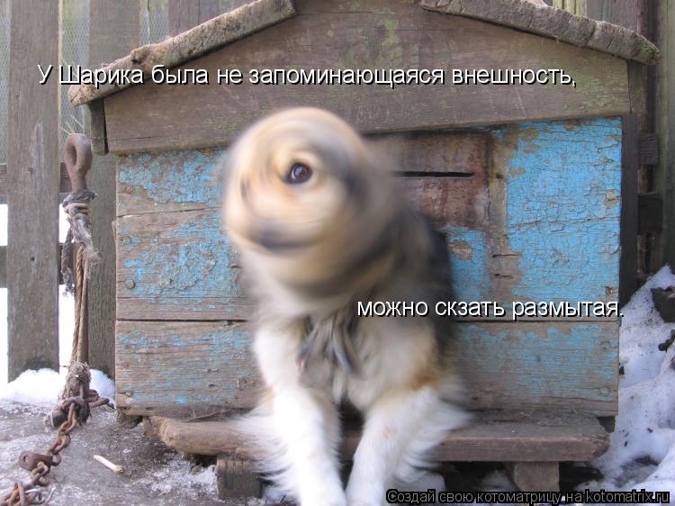 У Шарика была не запоминающаяся внешность, можно скзать размытая.... Котоматрица: У Шарика была не запоминающаяся внешность, можно скзать размытая.