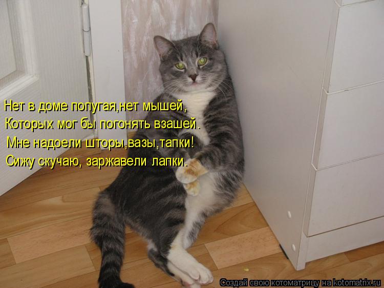 Нет в доме попугая,нет мышей, Которых мог бы погонять взашей. Мне надоели шторы,вазы,тапки! Сижу скуч... Котоматрица: Нет в доме попугая,нет мышей, Которых мог бы погонять взашей. Мне надоели шторы,вазы,тапки! Сижу скучаю, заржавели лапки.