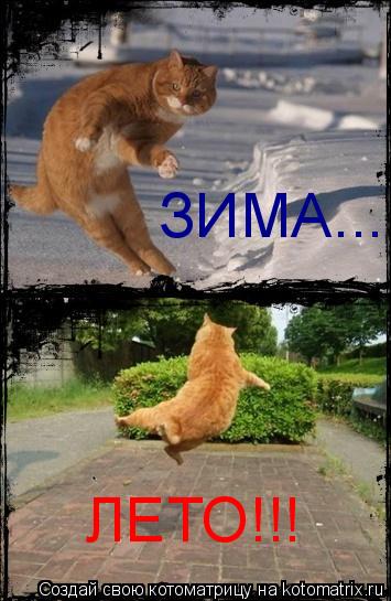 ЗИМА... ЛЕТО!!!... Котоматрица: ЗИМА... ЛЕТО!!!