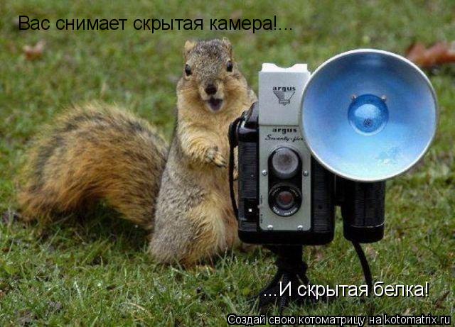 Вас снимает скрытая камера!... ...И скрытая белка!... Котоматрица: Вас снимает скрытая камера!... ...И скрытая белка!