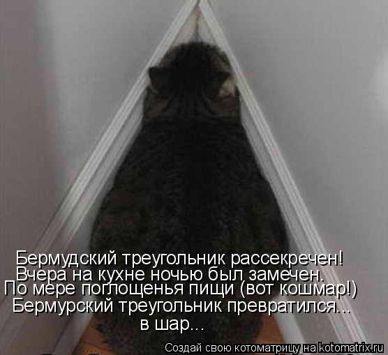 Котоматрица: Бермудский треугольник рассекречен! Вчера на кухне ночью был замечен. По мере поглощенья пищи (вот кошмар!) Бермурский треугольник преврат