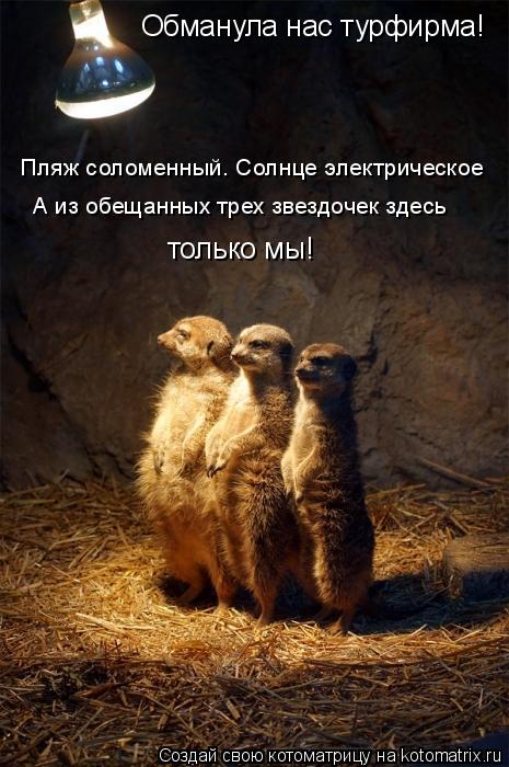 Обманула нас турфирма! Пляж соломенный. Солнце электрическое А из обещанных трех звездочек здесь тол... Котоматрица: Обманула нас турфирма! Пляж соломенный. Солнце электрическое А из обещанных трех звездочек здесь только мы!