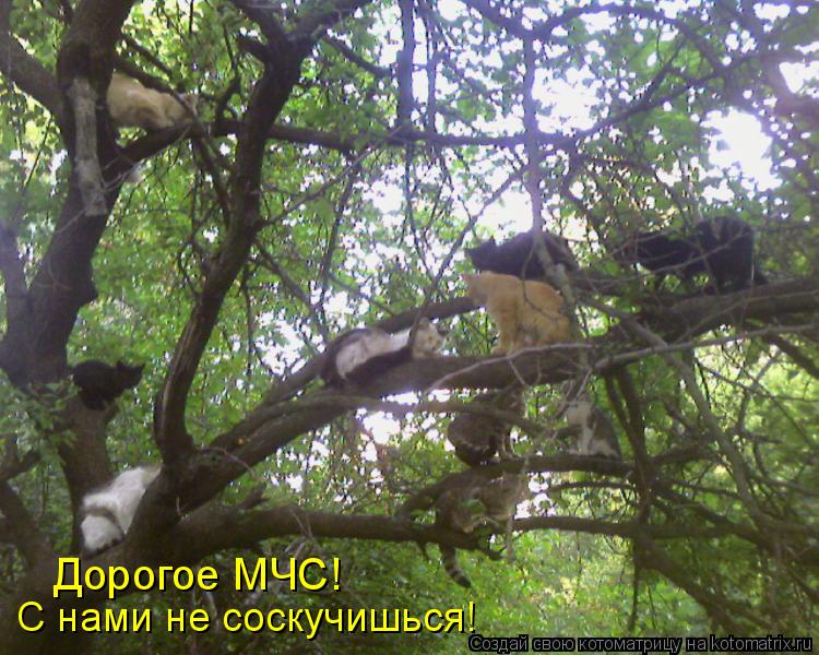 Котоматрица: Дорогое МЧС! С нами не соскучишься!