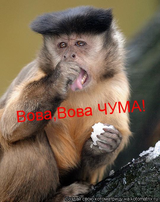 Котоматрица: Вова,Вова ЧУМА!