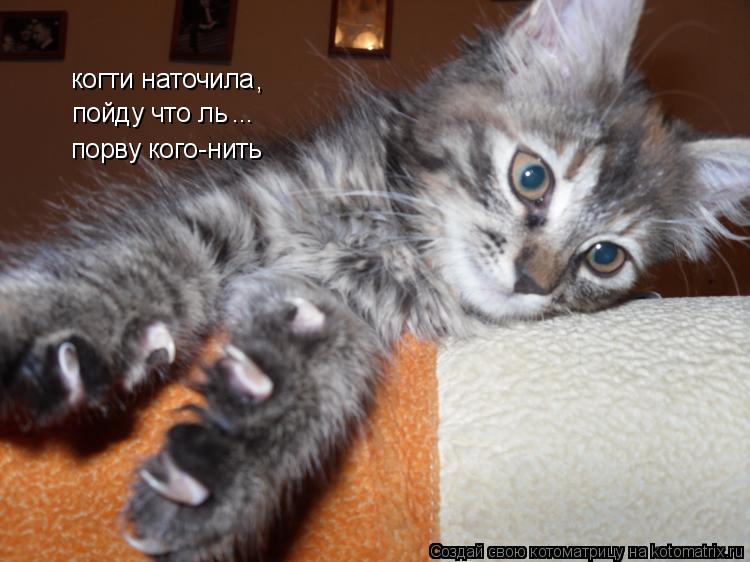 когти наточила пойду что ль порву кого-нить , ...... Котоматрица: когти наточила пойду что ль порву кого-нить , ...