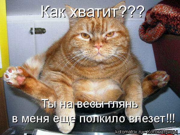 Котоматрица: Ты на весы глянь в меня еще полкило влезет!!! Как хватит???
