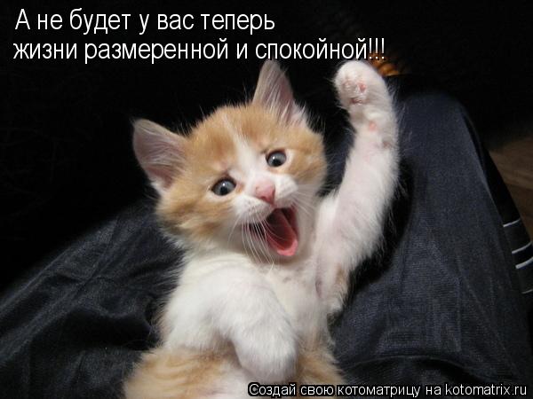 А не будет у вас теперь жизни размеренной и спокойной!!!... Котоматрица: А не будет у вас теперь жизни размеренной и спокойной!!!