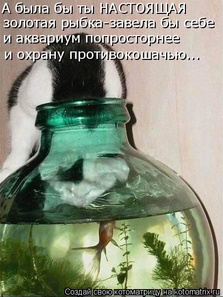 Котоматрица: А была бы ты НАСТОЯЩАЯ  золотая рыбка-завела бы себе и аквариум попросторнее и охрану противокошачью...