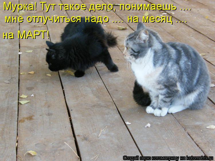 Мурка! Тут такое дело, понимаешь .... мне отлучиться надо .... на месяц .... на МАРТ!... Котоматрица: Мурка! Тут такое дело, понимаешь .... мне отлучиться надо .... на месяц .... на МАРТ!