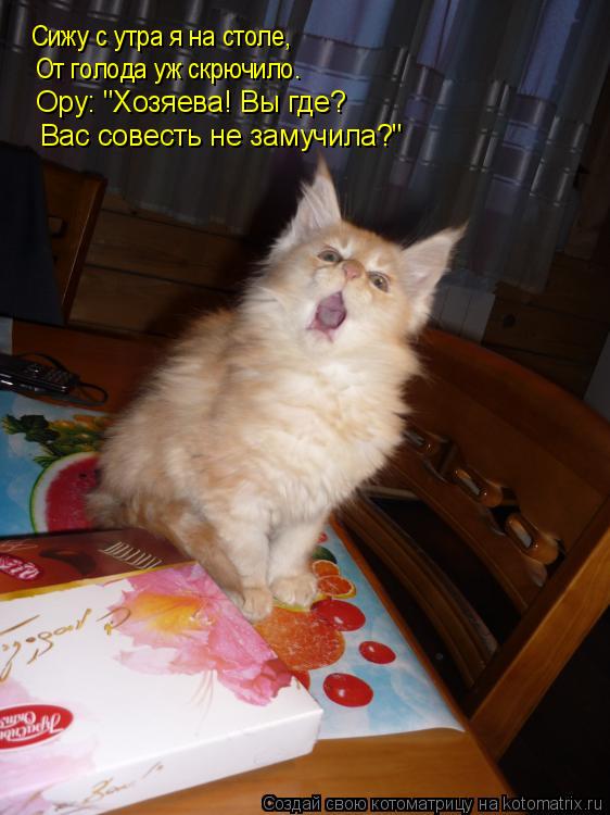 Сижу с утра я на столе, От голода уж скрючило. Ору: "Хозяева! Вы где? Вас совесть не замучила?"... Котоматрица: Сижу с утра я на столе, От голода уж скрючило. Ору: "Хозяева! Вы где? Вас совесть не замучила?"