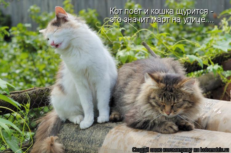 Кот поёт и кошка щурится - это значит март на улице....... Котоматрица: Кот поёт и кошка щурится - это значит март на улице....