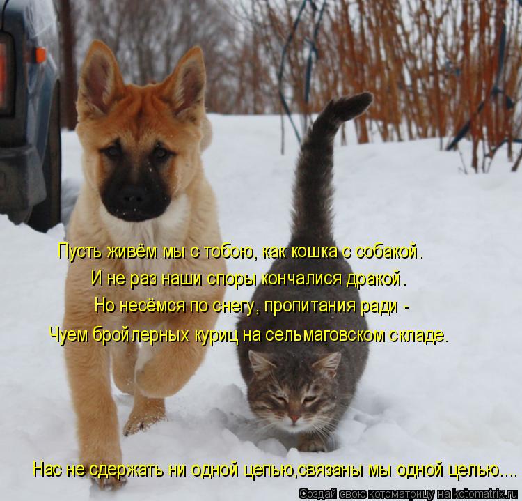 И не раз наши споры кончалися дракой. Но несёмся по снегу, пропитания ради - Чуем бройлерных куриц на... Котоматрица: И не раз наши споры кончалися дракой. Но несёмся по снегу, пропитания ради - Чуем бройлерных куриц на сельмаговском складе. Нас не сдержать н