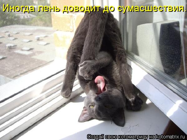 Иногда лень доводит до сумасшествия...... Котоматрица: Иногда лень доводит до сумасшествия...