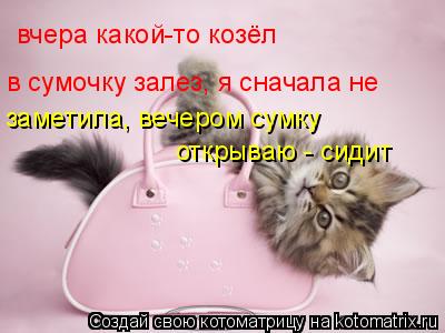 вчера какой-то козёл в сумочку залез, я сначала не заметила, вечером сумку открываю - сидит... Котоматрица: вчера какой-то козёл в сумочку залез, я сначала не заметила, вечером сумку открываю - сидит