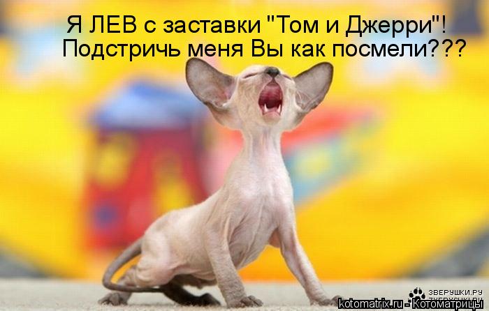 Котоматрица: Подстричь меня Вы как посмели??? Я ЛЕВ с заставки "Том и Джерри"!