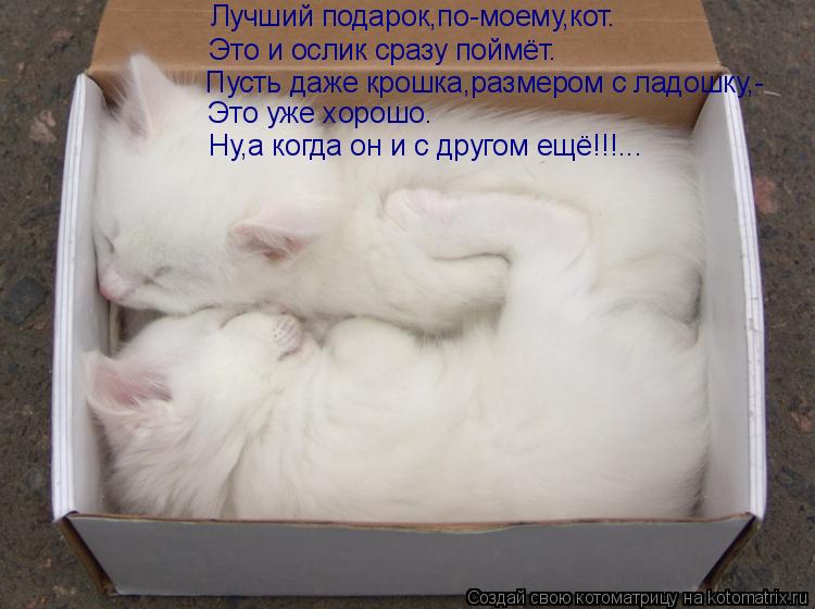 Котоматрица: Лучший подарок,по-моему,кот. Это и ослик сразу поймёт. Пусть даже крошка,размером с ладошку,- Это уже хорошо. Ну,а когда он и с другом ещё!!!...