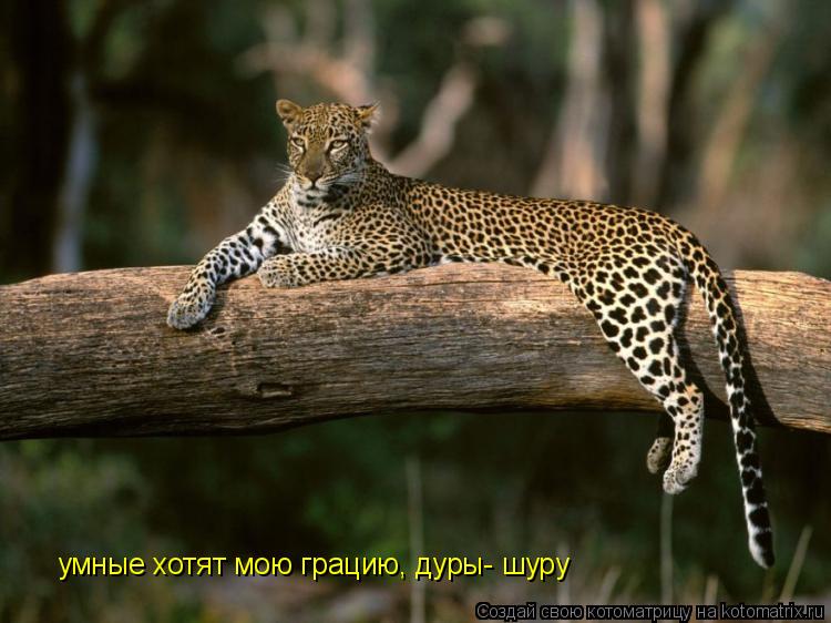 умные хотят мою грацию, дуры- шуру... Котоматрица: умные хотят мою грацию, дуры- шуру