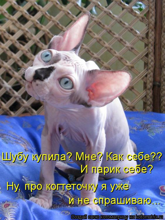 Котоматрица: Шубу купила? Мне? Как себе?? И парик себе?  Ну, про когтеточку я уже  и не спрашиваю...