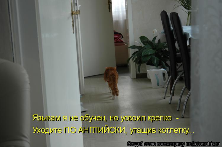 Котоматрица: Языкам я не обучен, но усвоил крепко  -  Уходите ПО АНГЛИЙСКИ, утащив котлетку...