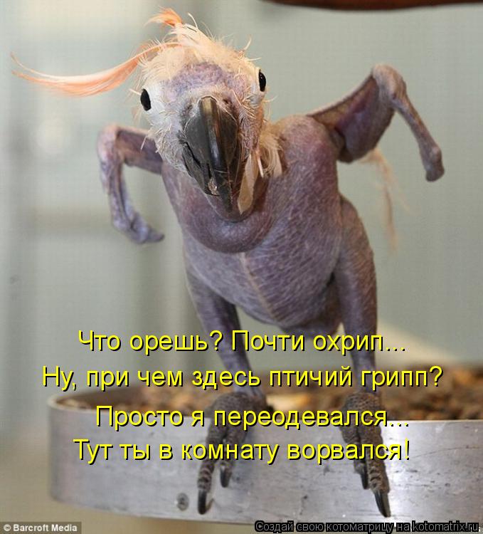 Котоматрица: Что орешь? Почти охрип... Ну, при чем здесь птичий грипп? Просто я переодевался... Тут ты в комнату ворвался!