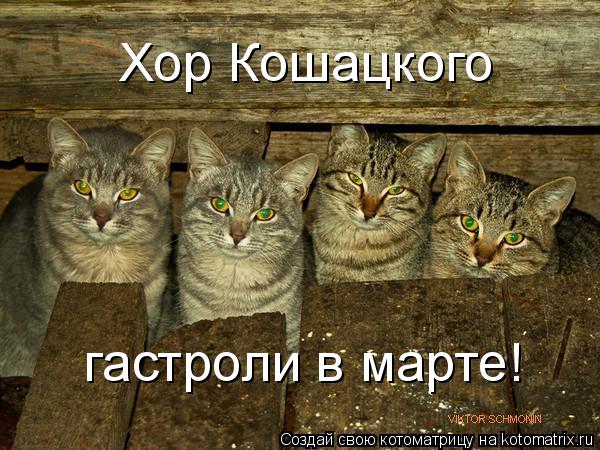 Хор Кошацкого гастроли в марте!... Котоматрица: Хор Кошацкого гастроли в марте!