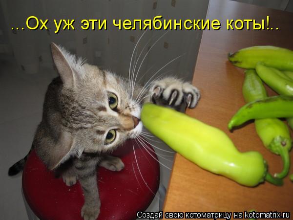 ...Ох уж эти челябинские коты!..... Котоматрица: ...Ох уж эти челябинские коты!..