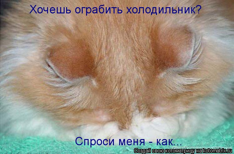 Хочешь ограбить холодильник? Спроси меня - как...... Котоматрица: Хочешь ограбить холодильник? Спроси меня - как...
