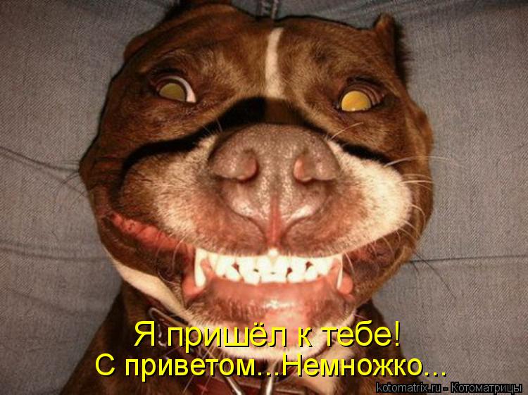 Я пришёл к тебе! С приветом...Немножко...... Котоматрица: Я пришёл к тебе! С приветом...Немножко...