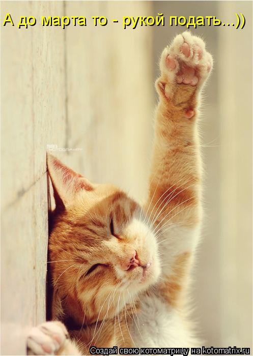 А до марта то - рукой подать...))... Котоматрица: А до марта то - рукой подать...))