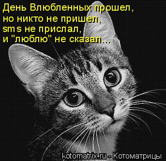 Котоматрица: День Влюбленных прошел, но никто не пришел, sms не прислал, и "люблю" не сказал...