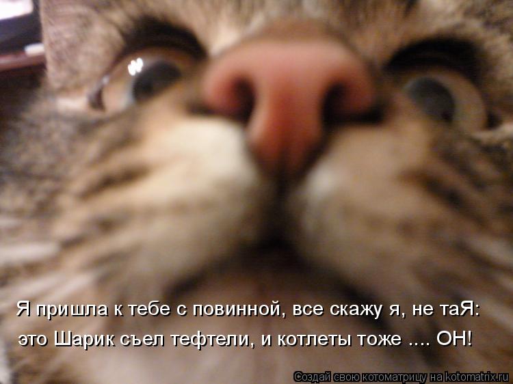 Котоматрица: Я пришла к тебе с повинной, все скажу я, не таЯ: это Шарик съел тефтели, и котлеты тоже .... ОН!