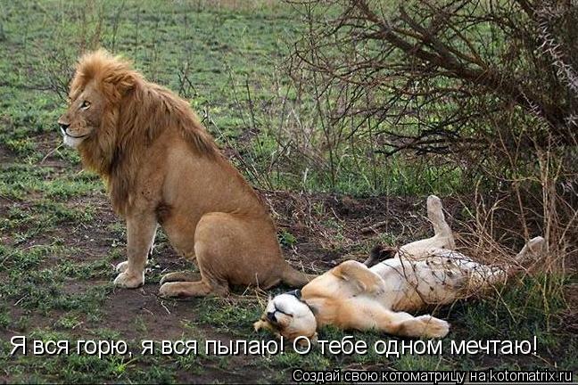Я вся горю, я вся пылаю! О тебе одном мечтаю!... Котоматрица: Я вся горю, я вся пылаю! О тебе одном мечтаю!