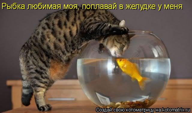 Котоматрица: Рыбка любимая моя, поплавай в желудке у меня