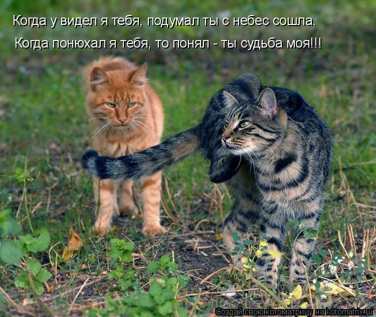 Котоматрица: Когда у видел я тебя, подумал ты с небес сошла. Когда понюхал я тебя, то понял - ты судьба моя!!!