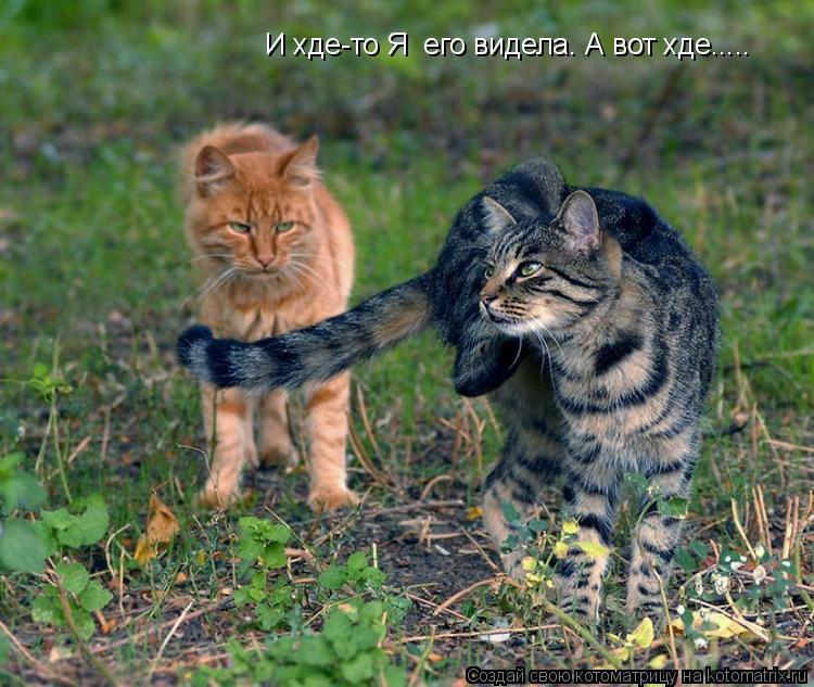 И хде-то Я его видела. А вот хде........ Котоматрица: И хде-то Я его видела. А вот хде.....