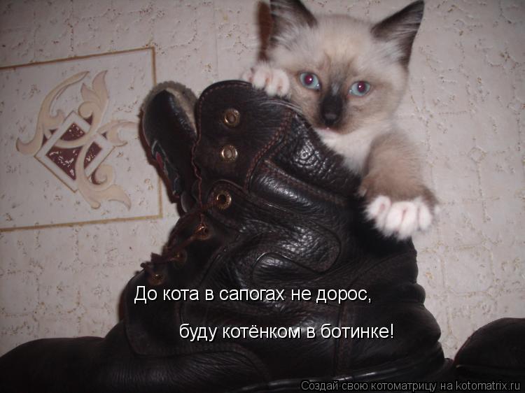 До кота в сапогах не дорос, буду котёнком в ботинке!... Котоматрица: До кота в сапогах не дорос, буду котёнком в ботинке!