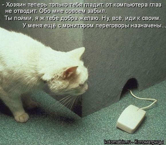 - Хозяин теперь только тебя гладит, от компьютера глаз не отводит. Обо мне совсем забыл. Ты пойми, я ... Котоматрица: - Хозяин теперь только тебя гладит, от компьютера глаз не отводит. Обо мне совсем забыл. Ты пойми, я ж тебе добра желаю. Ну, всё, иди к своим. У м