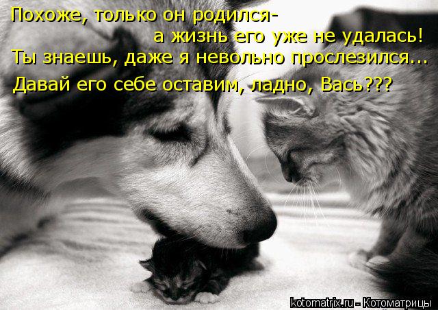 Похоже, только он родился- а жизнь его уже не удалась! Ты знаешь, даже я невольно прослезился... Дава... Котоматрица: Похоже, только он родился- а жизнь его уже не удалась! Ты знаешь, даже я невольно прослезился... Давай его себе оставим, ладно, Вась???